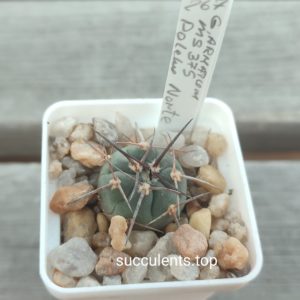 gymnocalycium armatum MS375