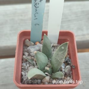 ariocarpus retusus C