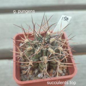 gymnocalycium pungens