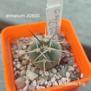 gymnocalycium armatum JO600