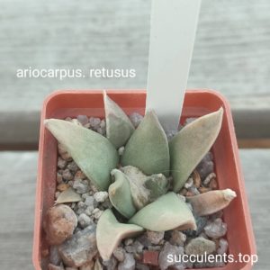 ariocarpus retusus