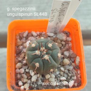 gymnocalycium spegazzinii unguispinum SL44B