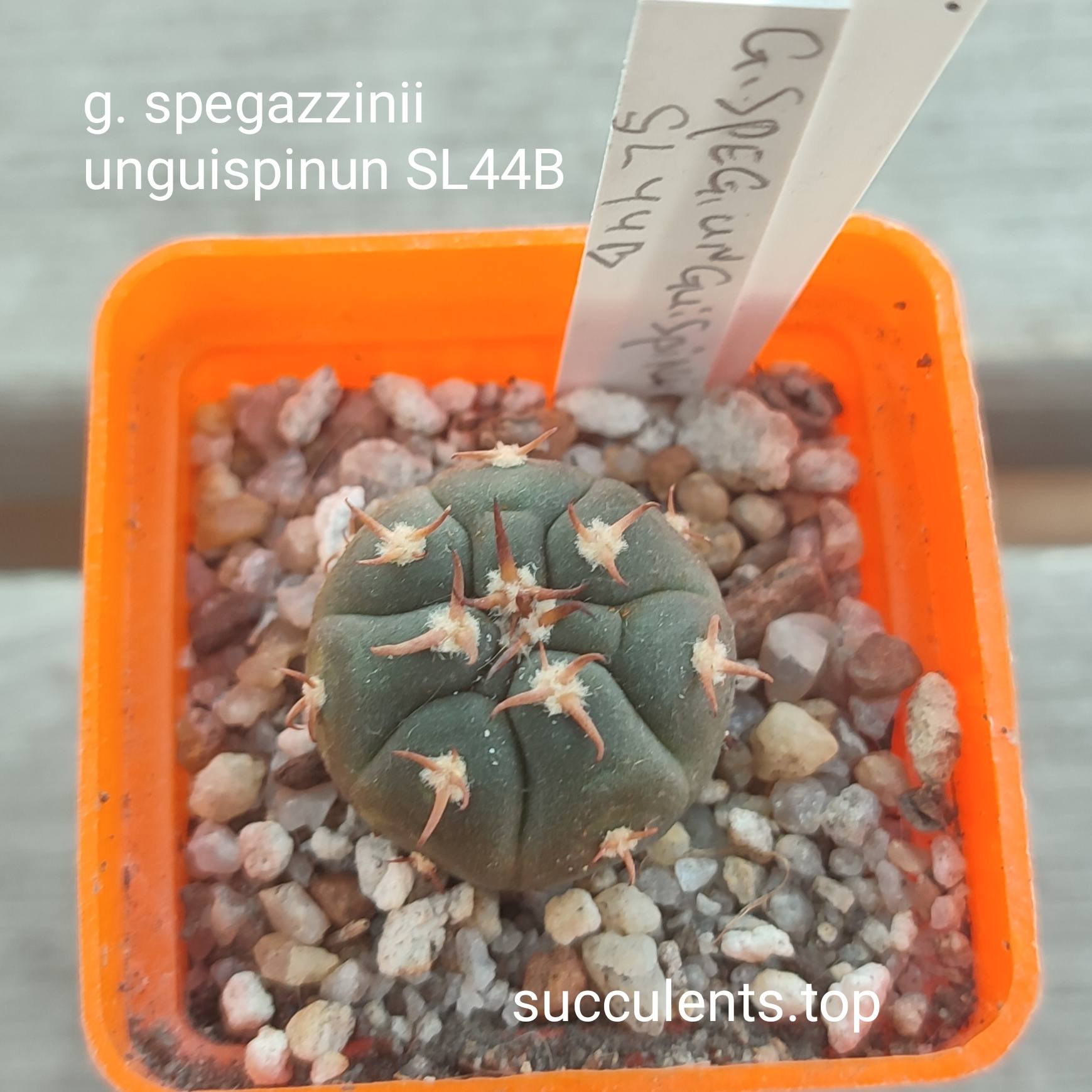 gymnocalycium spegazzinii unguispinum SL44B