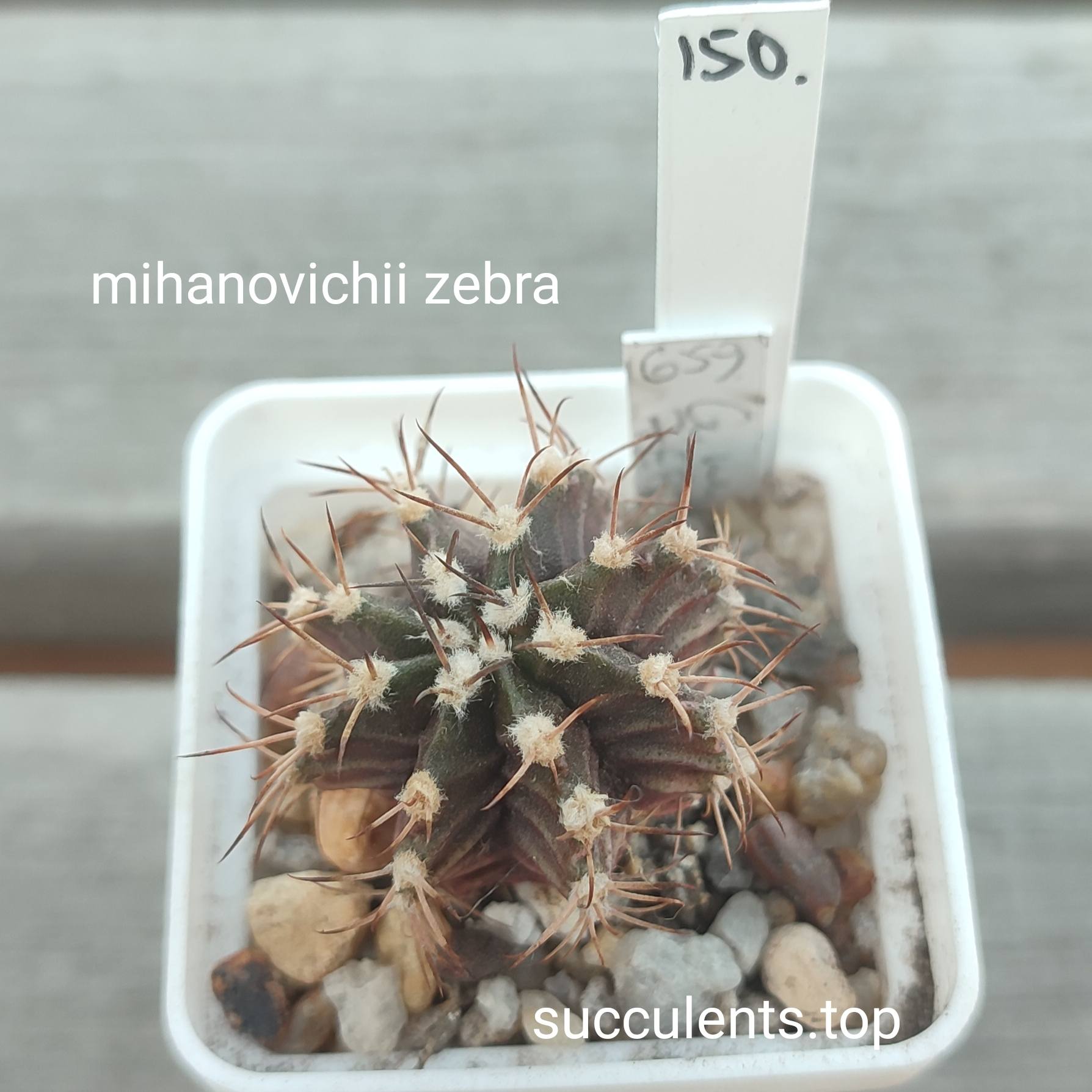 gymnocalycium mihanovichii zebra