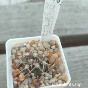 gymnocalycium mazanense polycephalum PC271