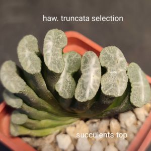 haworthia truncata selection