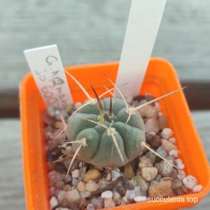 gymnocalycium armatum JO600