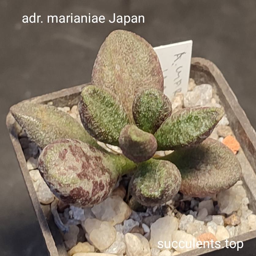 adromischus marianiae Japan