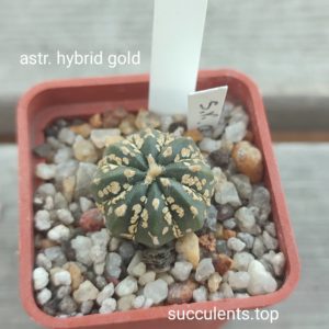 astrophytum sp gold