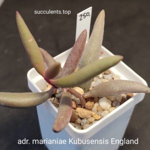 adromischus marianiae Kubusensis Englend