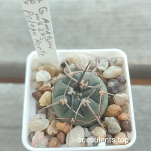 gymnocalycium armatum MS375