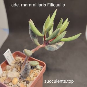 Adromischus mammillaris Filicaulis