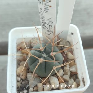 gymnocalycium armatum VS503