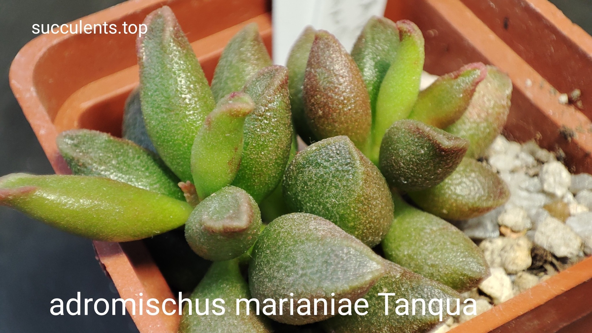 adromischus marianiae tanqua