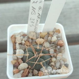 gymnocalycium armatum MS375