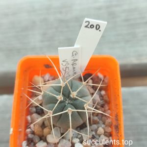 gymnocalycium VS503