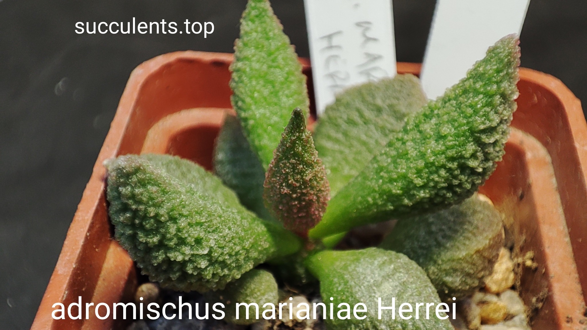 adromischus marianiae herrei