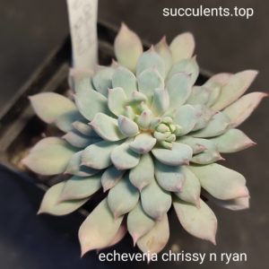 echeveria chrissy n ryan
