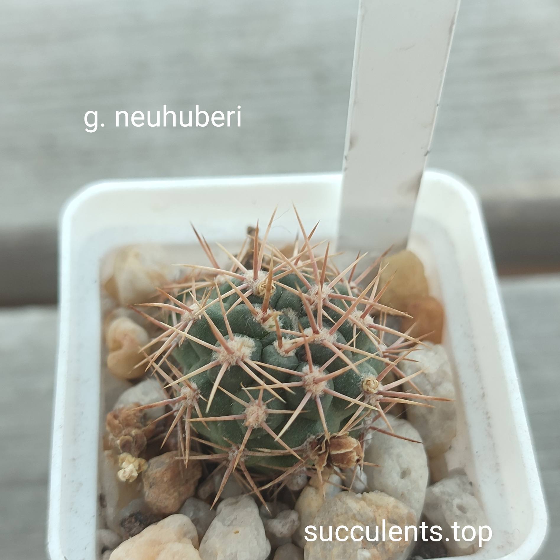 gymnocalycium neuhuberi