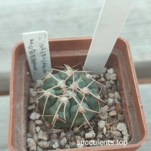 gymnocalycium intertextum moserianum