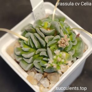 crassula cv Celia