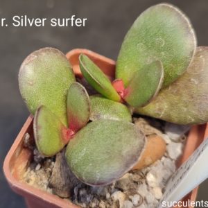 adromischus maculatus silver surfer