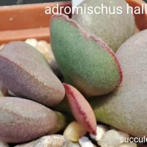 adromischus halli Aurora