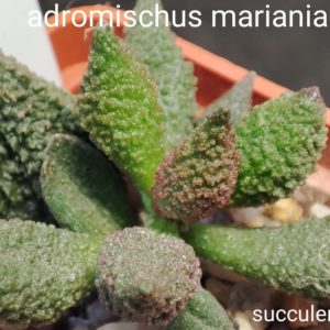 adromischus marianiae herrei