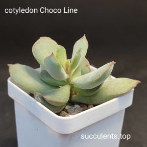 cotyledon Choco Line