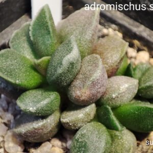 adromischus marianae sp lavranos