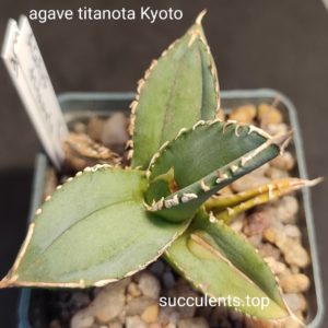 agave titanota kyoto