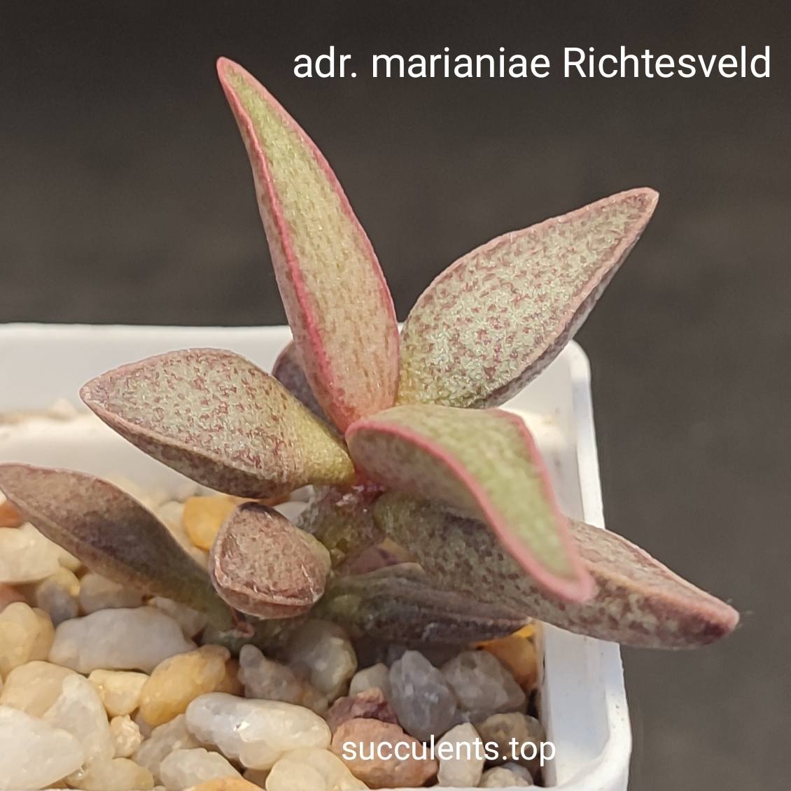 adromischus marianiae Richfelsveld