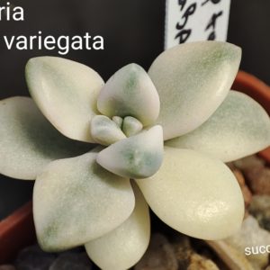 graptoveria titubans variegata