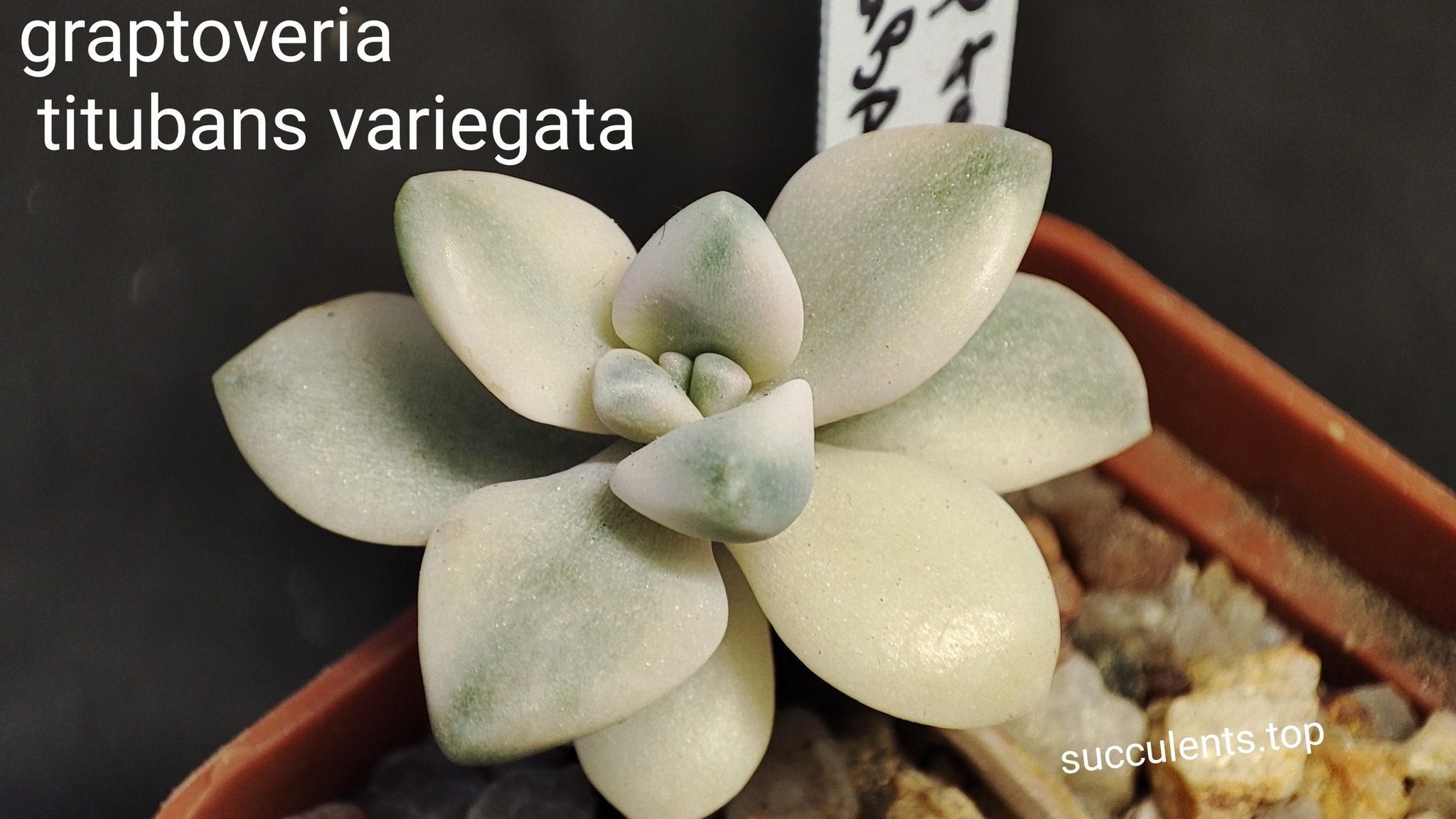 graptoveria titubans variegata