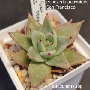 echeveria agavoides San Francisco