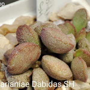 adromischus marianiae Dabidas SH