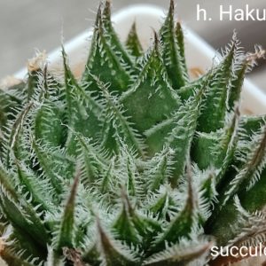 haworthia hakuma hybrid
