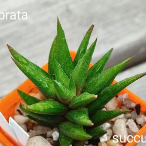 haworthia glabrata
