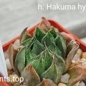 haworthia hakuma hybrid