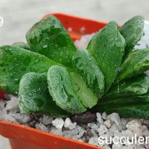haworthia SY309 truncata Limegreem x haw