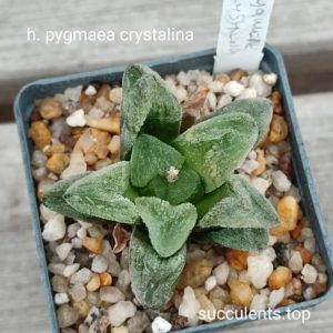 haworthia pygmeae crystalina