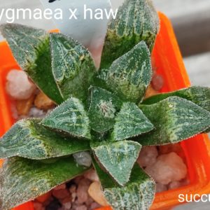haworthia pygmeae x haw