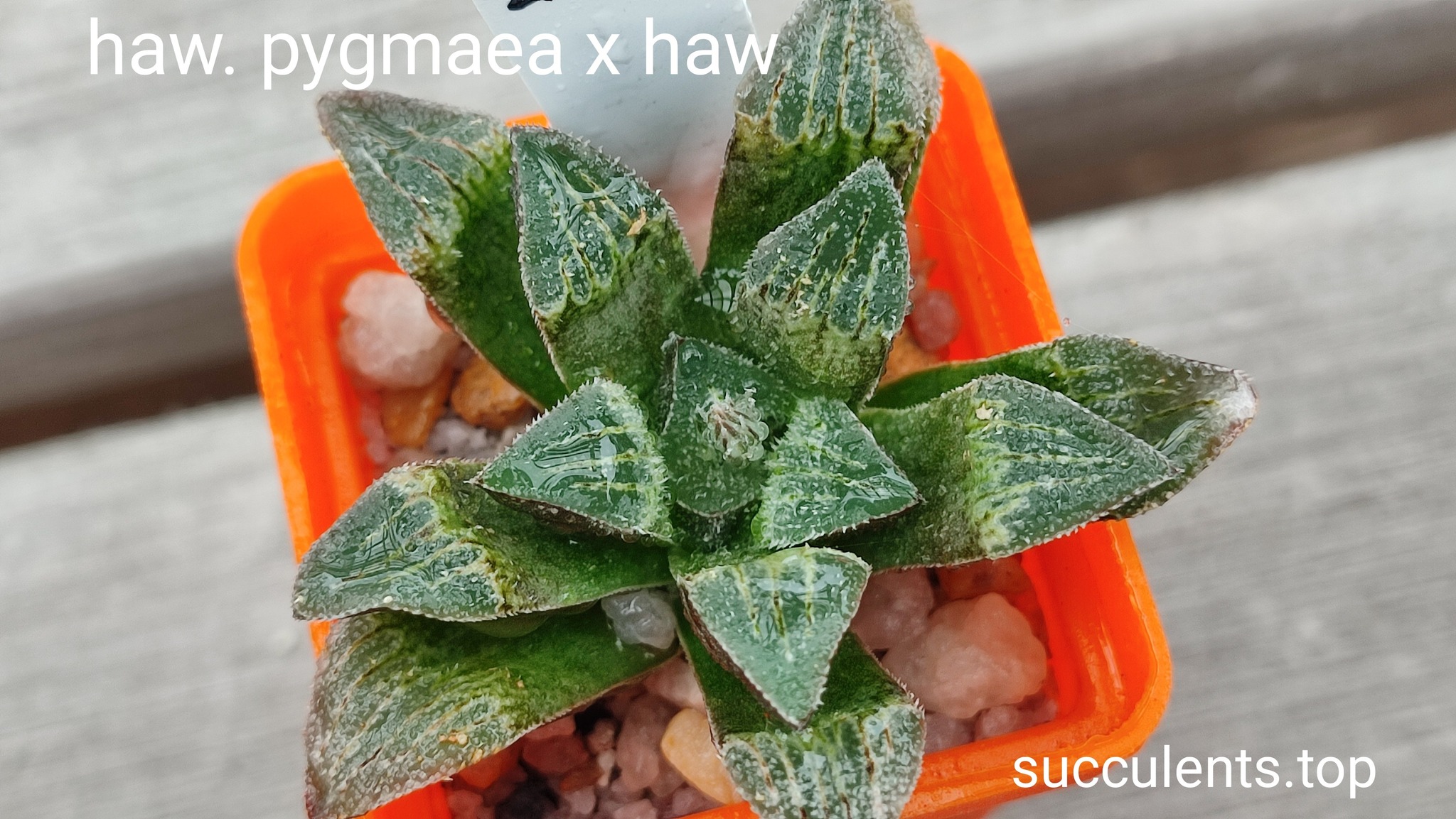 haworthia pygmeae x haw