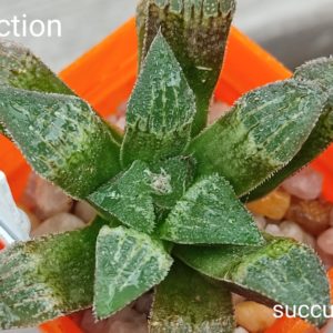 haworthia selection