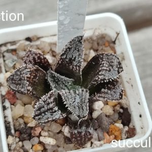 haworthia selection