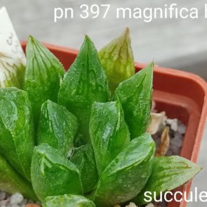 haworthia magnifica hybrid pn397