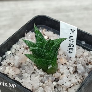 haworthia nigra