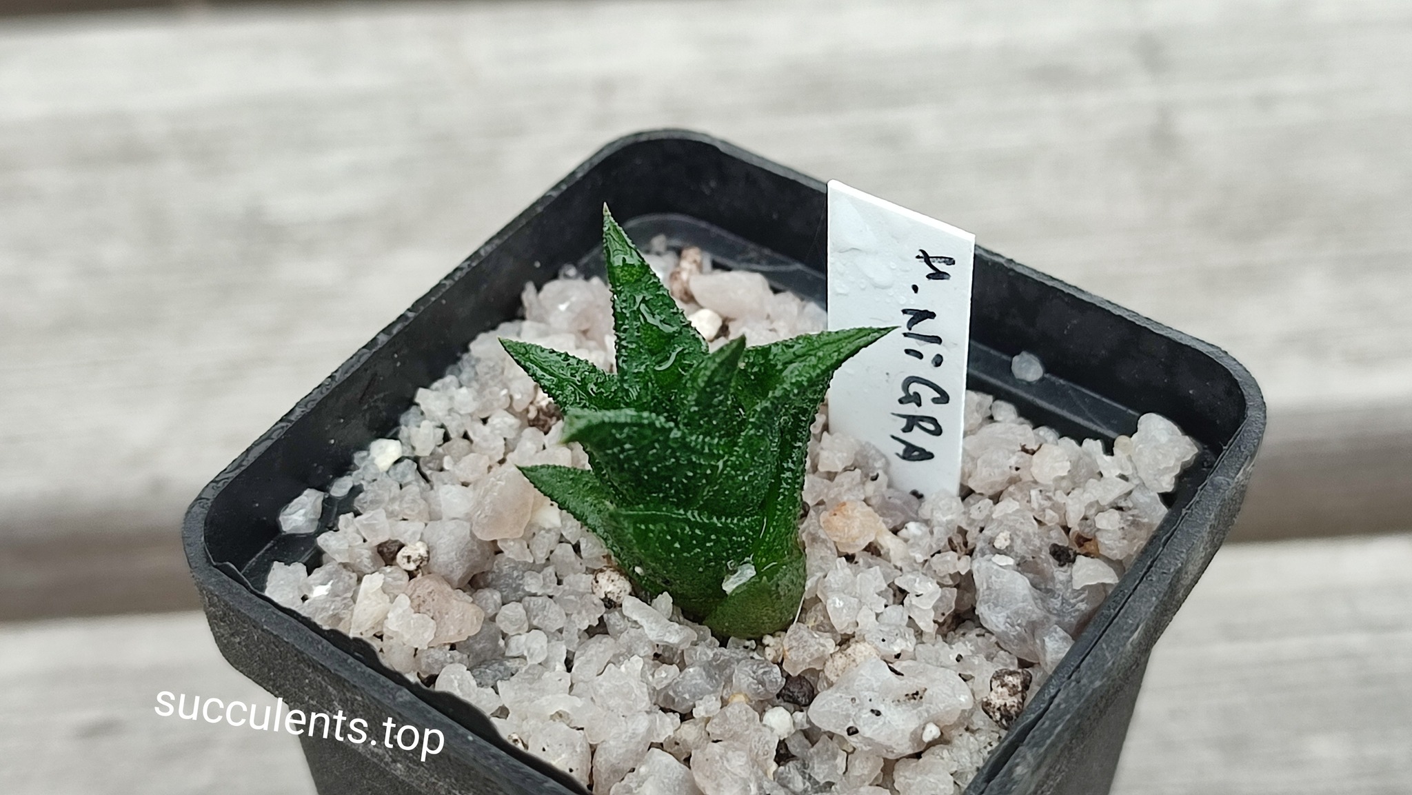 haworthia nigra