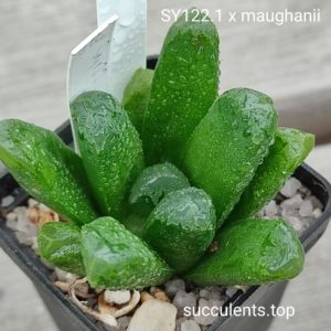 haworthia maughanii S122.1 x haw