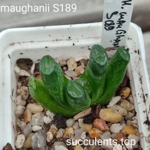 haworthia maughanii S189